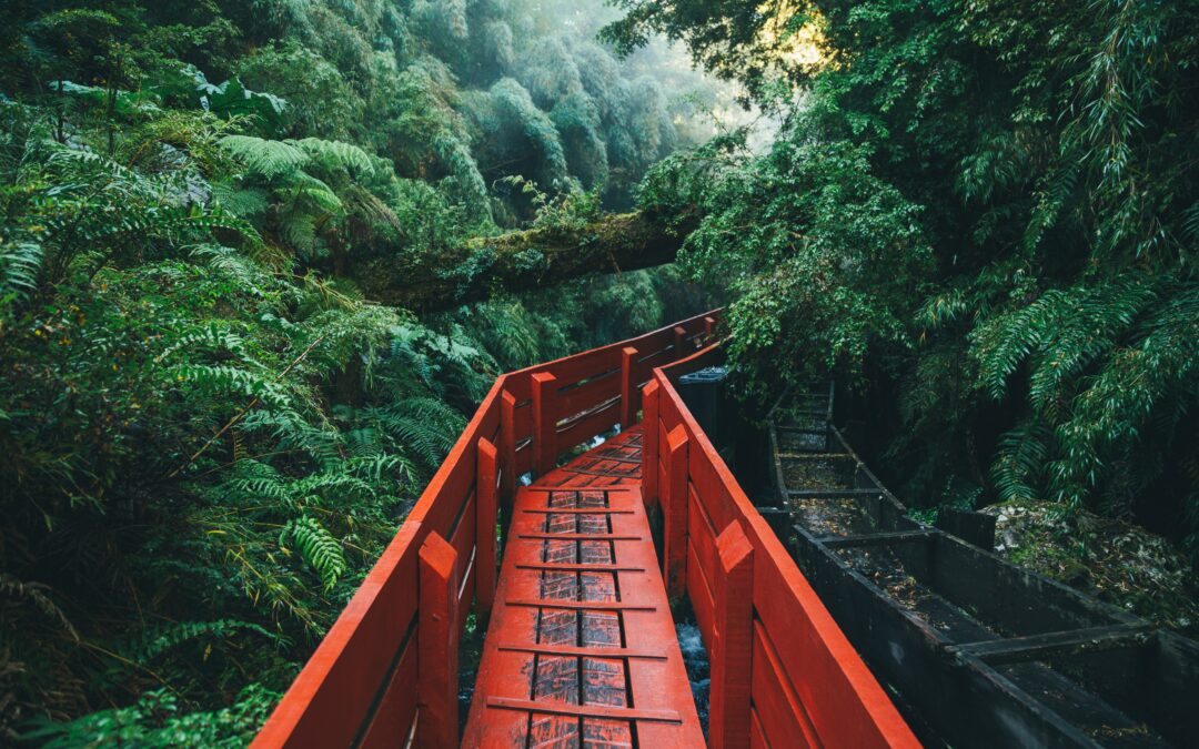 Amazon regenwoud met brug